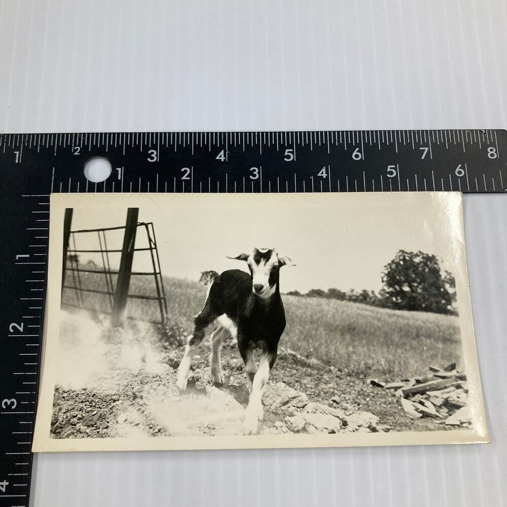 Baby Goat Kid Mid-Century Snapshot Photograph Farm Rural Scene